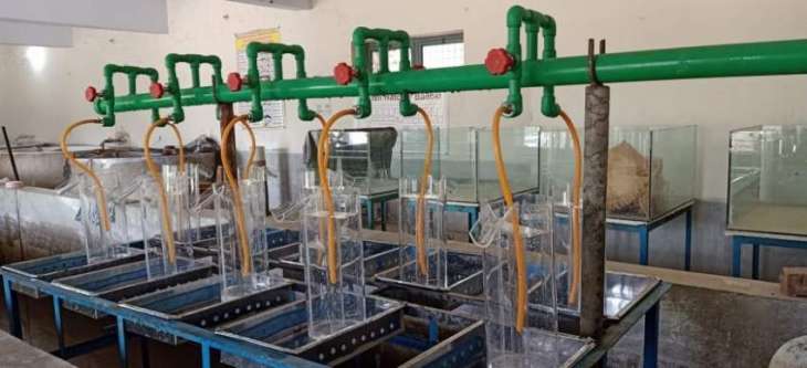 Successful induced breeding of Pangasius fish by UVAS