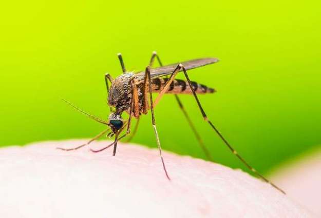 Mosquito-Borne Diseases to Affect Up to 4.7Bln More If Global Warming Continues - Report