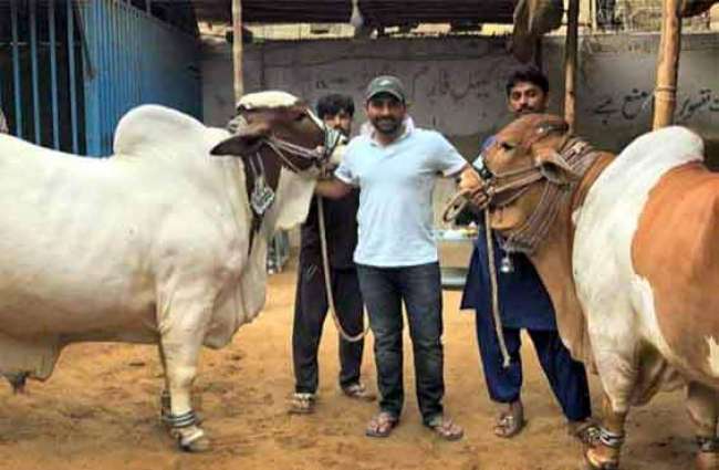Sarfraz Ahmed buys sacrificial animals for Eid-ul-Azha.