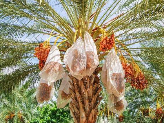 Al Dhaid Date Festival 2021 - Incredible platform for palm owners to promote products