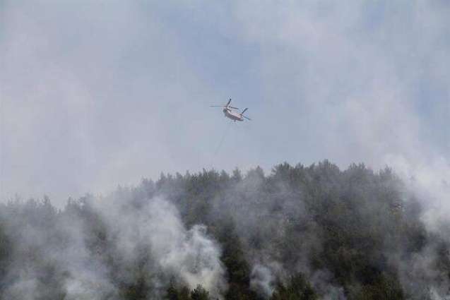 Forest Fire in Turkey's Antalya Province Injures Over 50 People - Forestry Minister