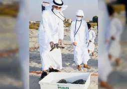 Turtles rescued by Environment Agency and Nawah released back into natural habitats