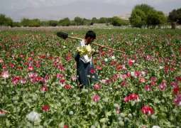 Afghanistan to Stop Drug Production - Taliban