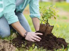 Australia Will Need Centuries to Reach Goal of Planting 1Bln Trees - Senator
