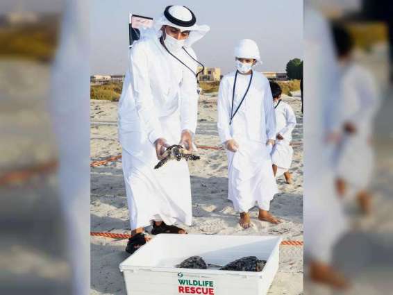 Turtles rescued by Environment Agency and Nawah released back into natural habitats