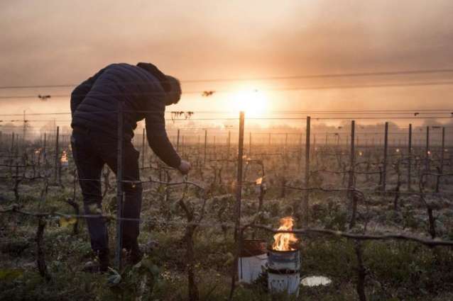 Cold Snap Slashes Prospects for French Grape, Apricot Harvests