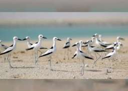 EAD launches first ever 'Abu Dhabi Red List of Wildlife Species'
