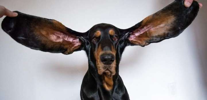 Lou with the longest ears makes world record 