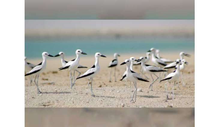 EAD launches first ever 'Abu Dhabi Red List of Wildlife Species'