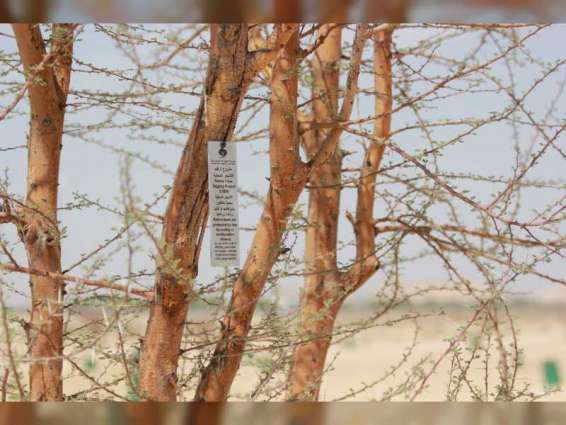 Environment Agency - Abu Dhabi begins numbering historical, endangered local trees