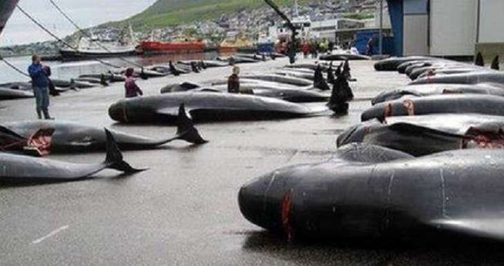 NGOs Urge Int'l Community to Address Whaling in Faroe Islands After Dolphin Massacre