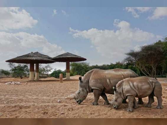 Al Ain Zoo boosting rhino conservation efforts