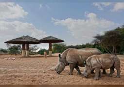 حديقة الحيوانات بالعين تدمج مولود وحيد القرن الأبيض الجنوبي