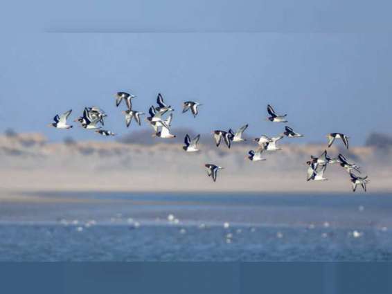 World Migratory Bird Day celebrates birds and nature