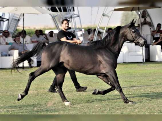 مزاد دبي للخيول العربية يواكب نجاحات إكسبو 2020 