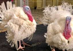 US Farm Animal Sanctuary Asks Biden to Give Pardoned Turkeys to It After Thanksgiving