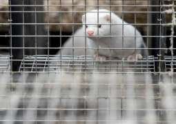 Danish Mink Breeders Seek $90Mln More in Compensation for Culling - Reports