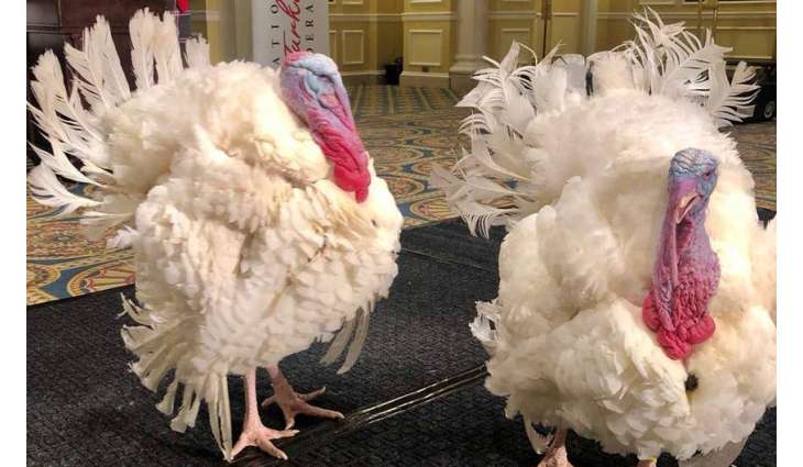 US Farm Animal Sanctuary Asks Biden to Give Pardoned Turkeys to It After Thanksgiving