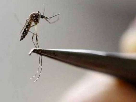 Dengue kills four people in last 24 hours in Punjab