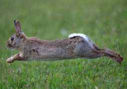 Australia Hires Shooters to Snipe Rabbits Plaguing Parliament Grounds