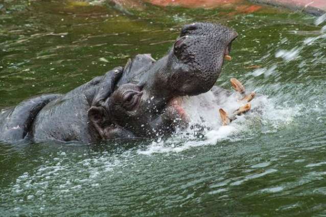 Two Hippos at Belgian Zoo Contract COVID-19