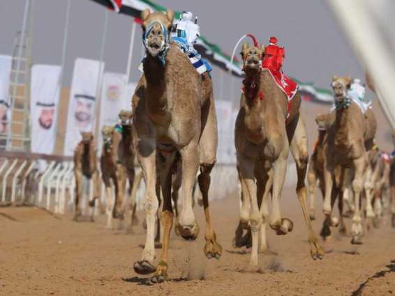 Mohamed bin Zayed Festival for Purebred Arabian Camel kicks off tomorrow
