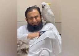 Video shows parrot kissing forehead of Maulana Tariq Jamil