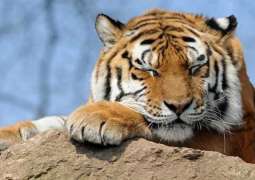 Amur Tiger Hit by Train in Russia's Khabarovsk Region - Local Authorities