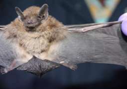NeoCov Coronavirus Detected in Bats in South Africa Requires Further Study - Vector Center