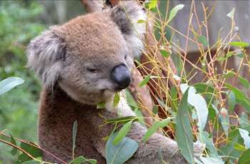 Australian Gov't to Allocate $35 Mln to Protect Koalas, Restore Their Habitats