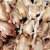 Food authority seized 600 kg unhygienic chicken meat