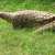 Endangered pangolins revive in Margalla Hills National Park