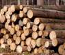 Russia to Challenge EU's Claims on Wood Export Restrictions at WTO - Economy Ministry