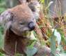 Australian Gov't to Allocate $35 Mln to Protect Koalas, Restore Their Habitats