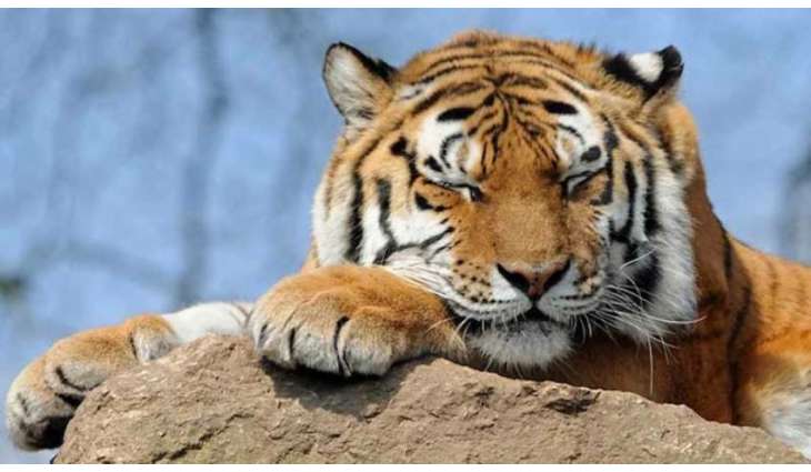 Amur Tiger Hit by Train in Russia's Khabarovsk Region - Local Authorities