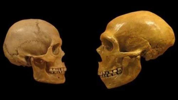 Neanderthals Were Similar to Modern Humans in Motorics, Cognitive Abilities - Scientists