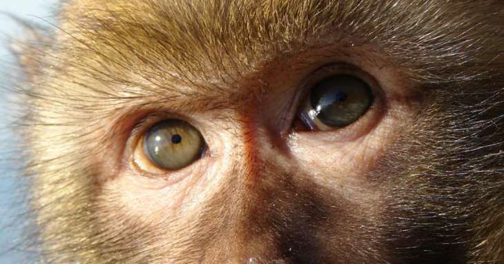 Russian Scientists Install Brain Implant for Restoring Vision in Monkey - University