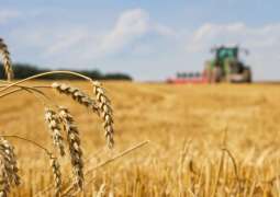 German Farmers Report Sharp Increase in Wheat, Food Prices
