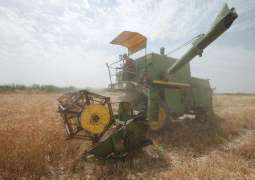 Iraq to Exhaust Wheat Reserves in 3 Months - Agriculture Minister