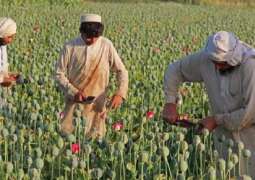 حظر زراعة القنب الاتجار فی کافة المخدرات فی أفغانستان