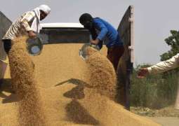 India's Wheat Exports Ban Underscores Need for Changes to Global Food System