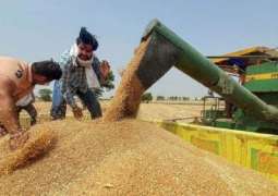 Think Tank Says Unlikely Any Country Can Offset Wheat Export Losses After India's Ban