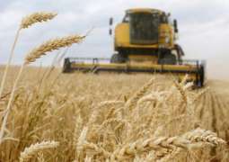 Sudan Expands Wheat Cultivation Area Due to Global Crisis - Minister