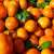 Sargodha citrus development programme to help improve kinnow production