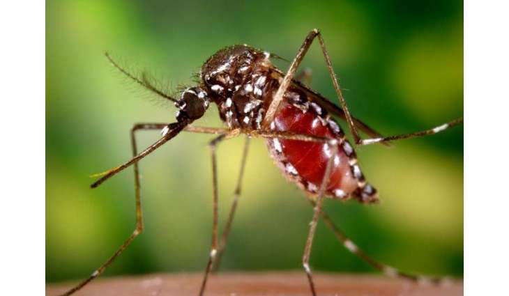 Philippines Registers 282% Increase in Dengue Fever Cases on Negros Island - Reports