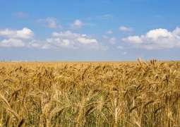 Global Wheat Price Rally Cancels Seasonal Discounts in Russia - Logistics Firm