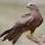 Wildlife Dept confiscates Black Kite, accused help