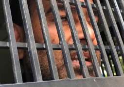 Nazir Chohan sent to jail on judicial remand