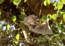 Israeli Scientists Doubt Bats Were Source of COVID-19 Pandemic