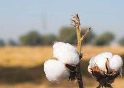 Cotton prices go historic high of Rs20,000 per maund
